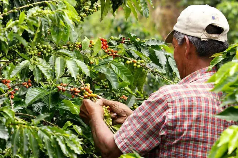 Cueillette du café à Silvania dans un champs de caféiculture-Finca-Antioquia- El Eje Cafetero-Ville du triangle du café-Colombie-les Andes-Bogota