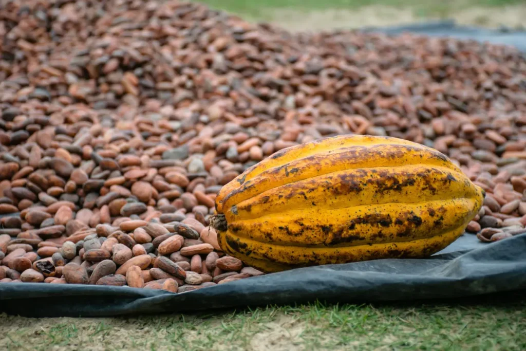 Dégustation de Café et de Cacao