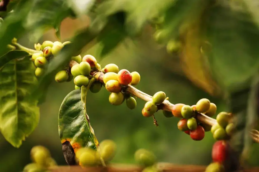 Grains de cafe encore vert