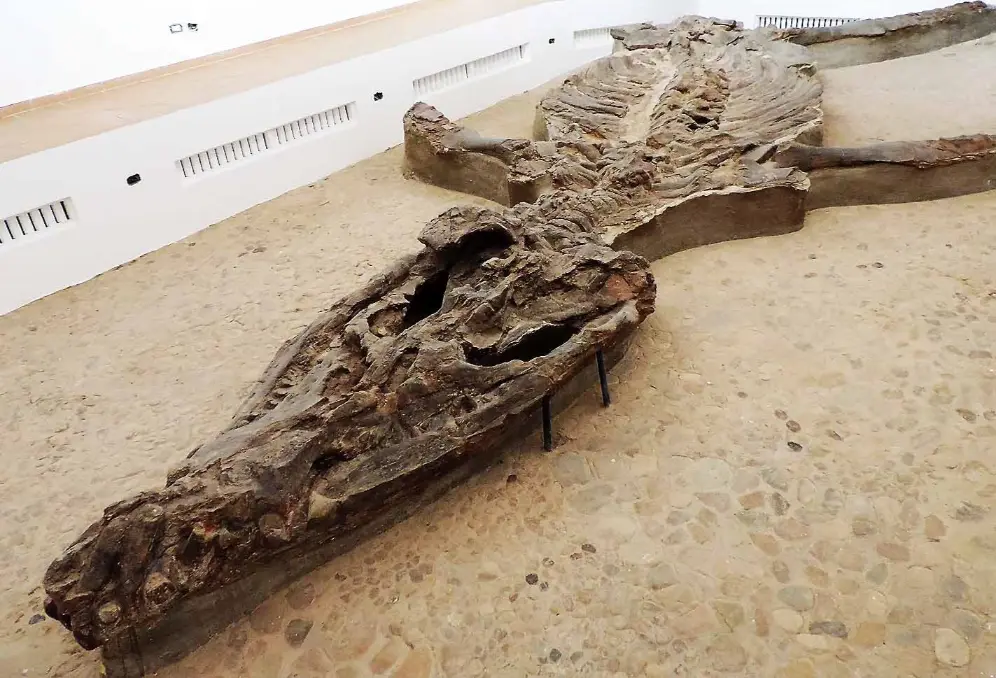 kronosaurus-musée du fossile-Villa de Leyva, Boyacá, Colombie -Alentour de Bogota-Les Sauropterygia-squelette