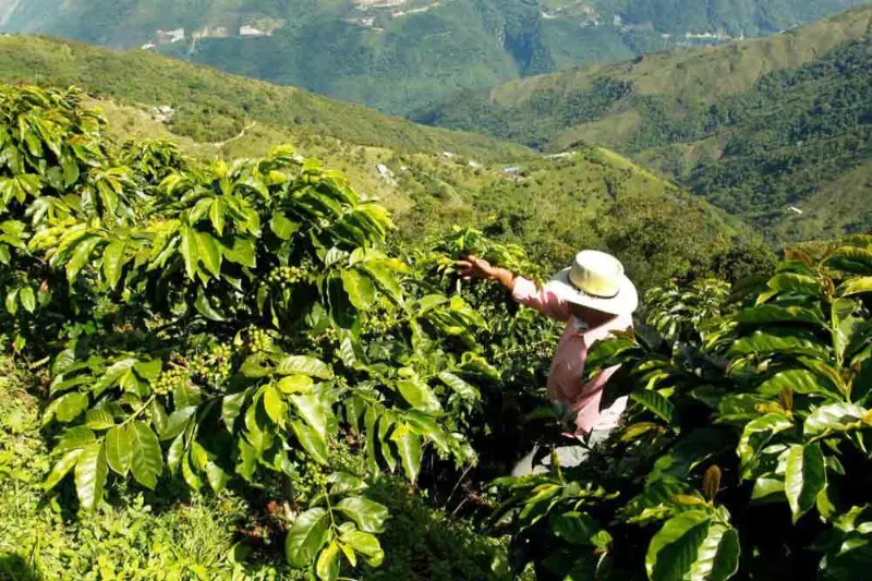 Plantation de café à Silvania dans un champs de caféiculture-Finca-Antioquia- El Eje Cafetero-Ville du triangle du café-Colombie-les Andes