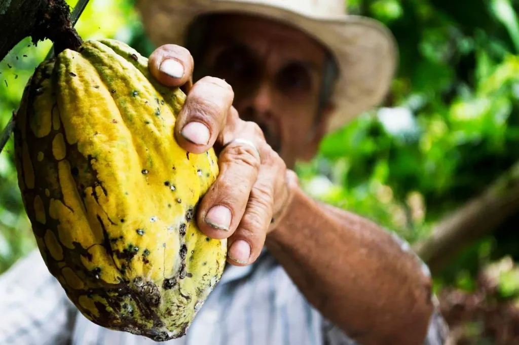 Recolte de cabosses de Cacao