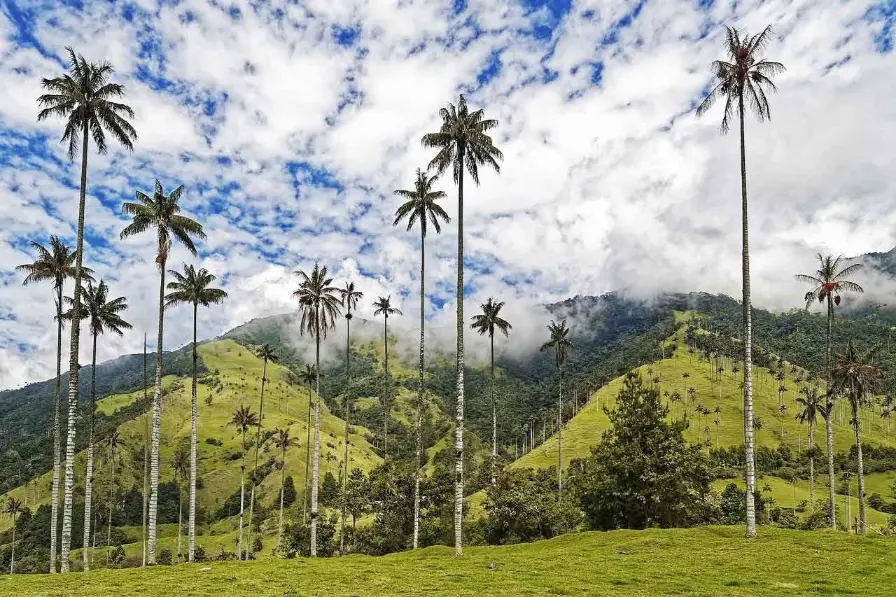 Vallee de Cocora